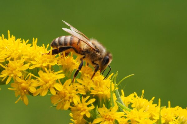 flickr CC BY 2.0 - Michael Mueller - rettet die Bienen